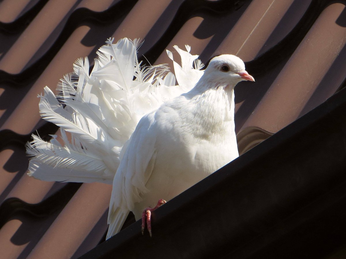 Королевский Павлин голубь