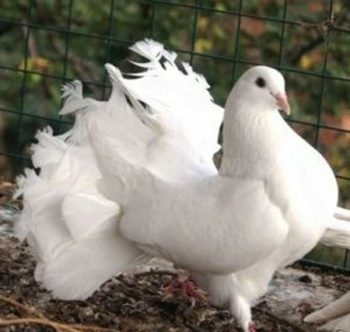 Голубь павлиний белый