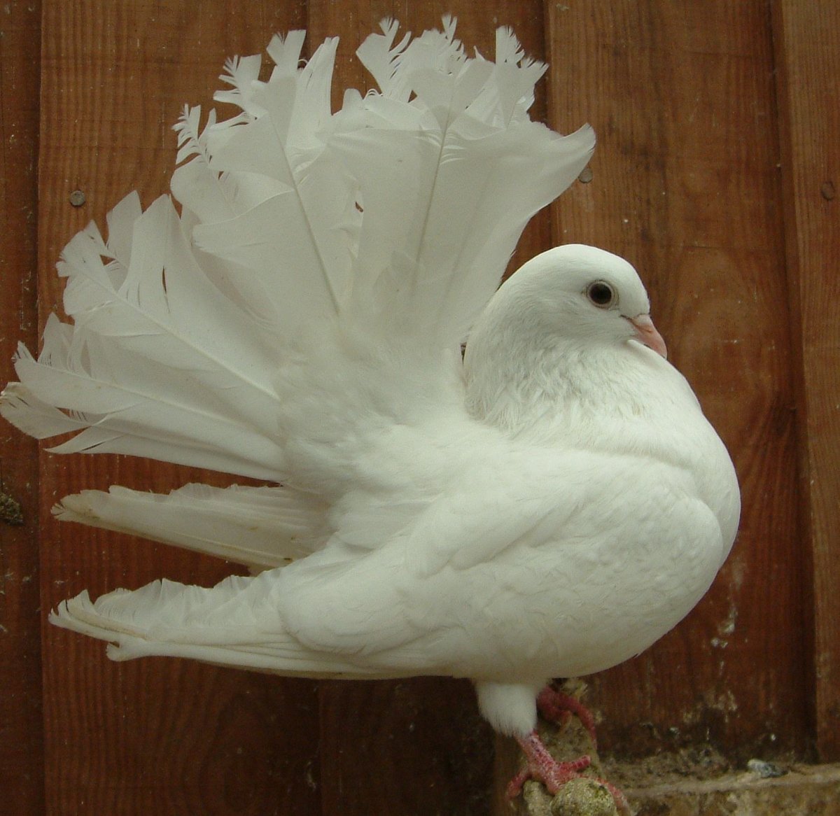 Голуби породы Павлин