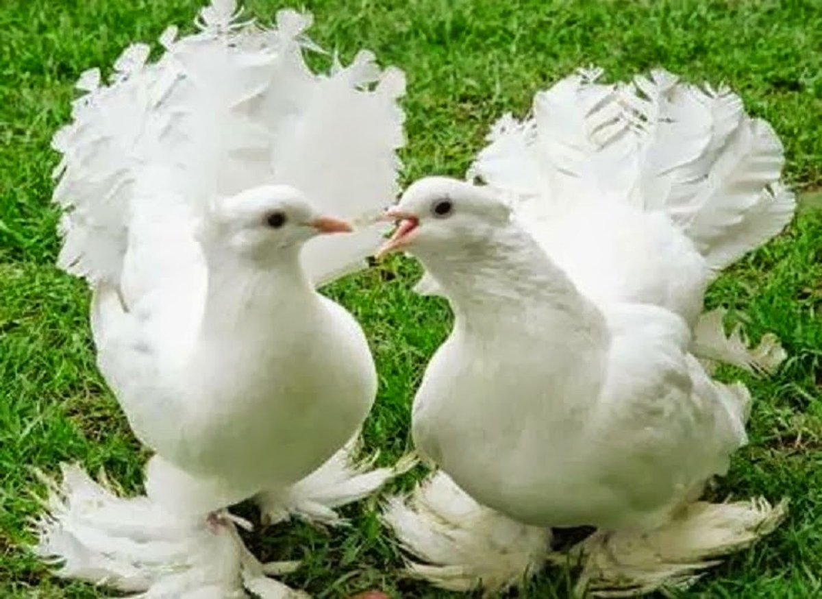 Пара голубей