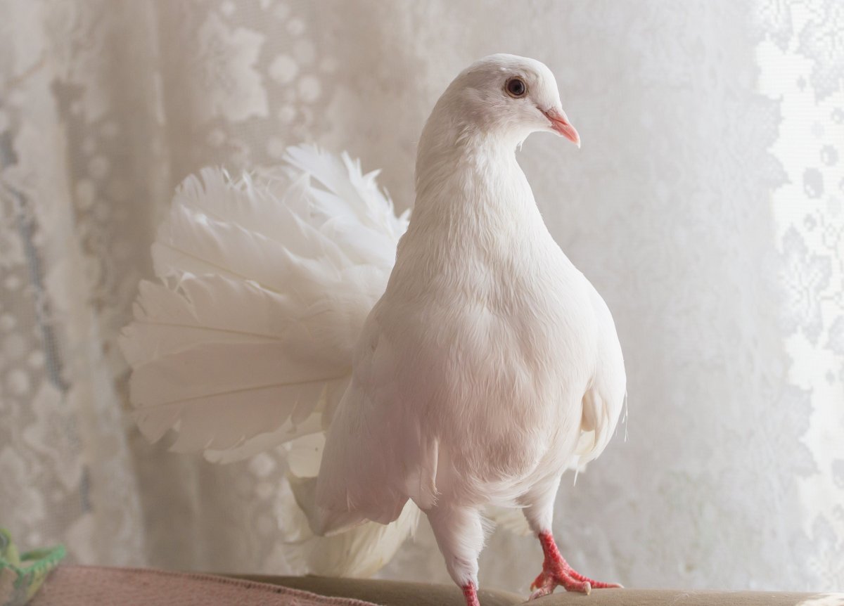 Белый голубь с хохолком