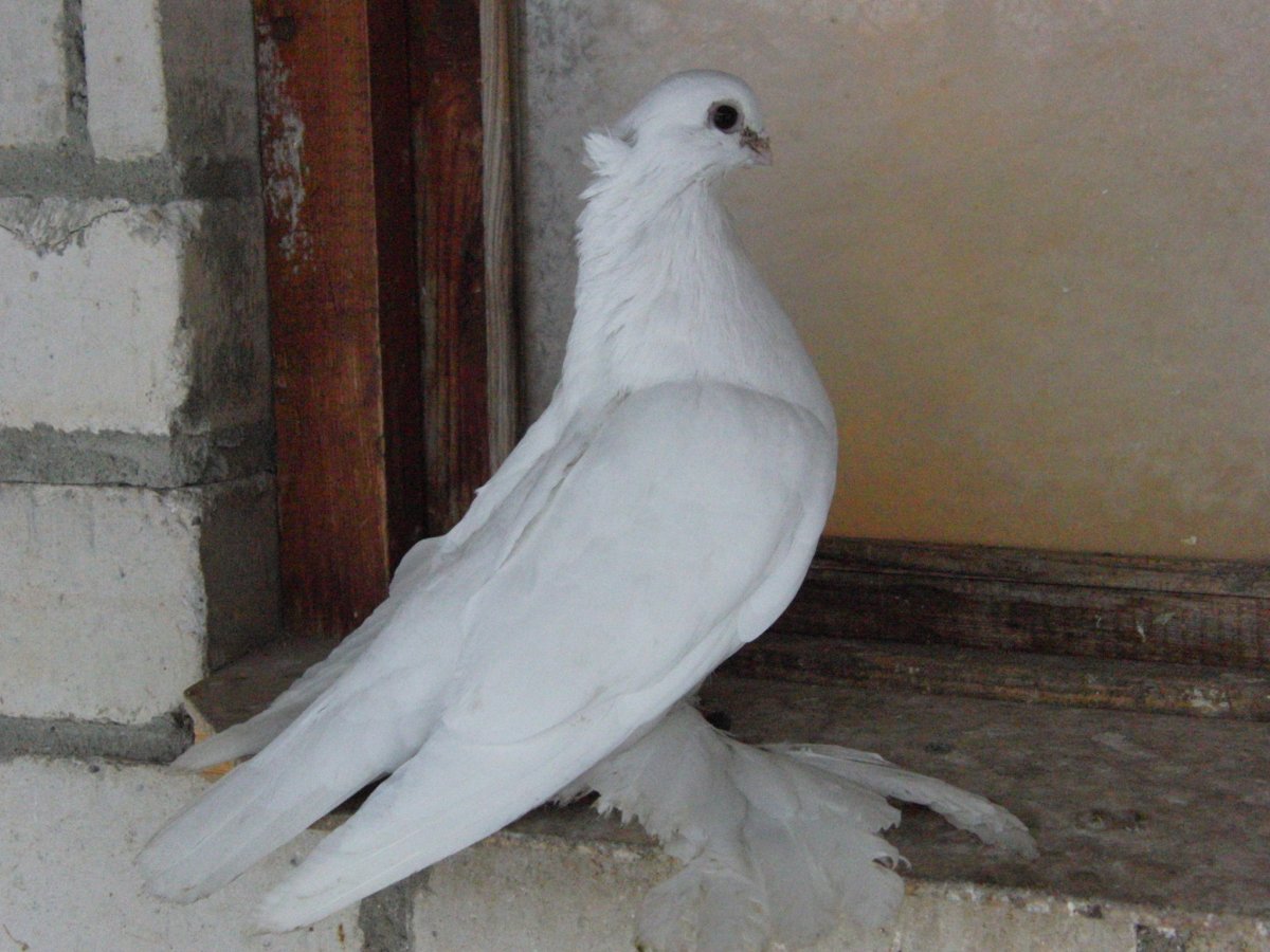 Породы голубей с хохолком