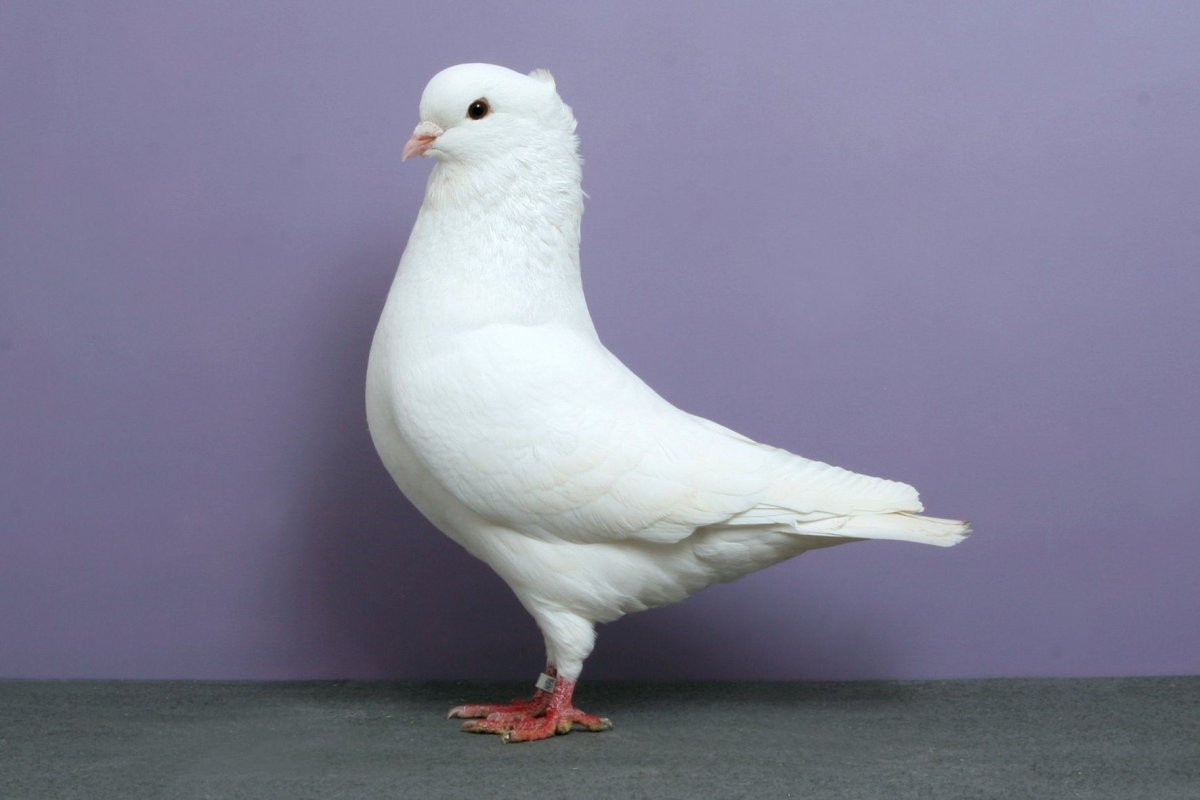 Голуби породы Богемская космоногая
