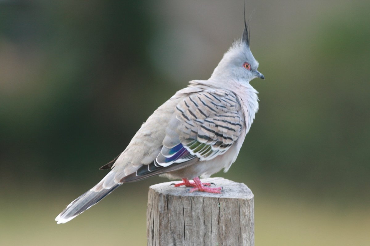 Австралийская хохлатая Горлица