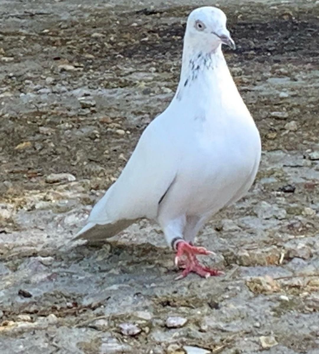 Голубь Монсегюра