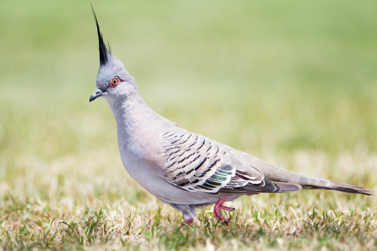 Австралийский хохлатый голубь