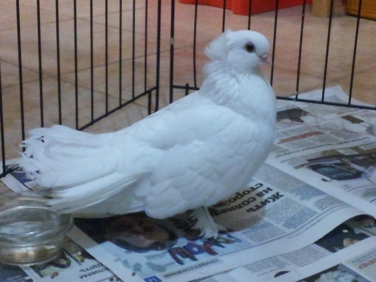 Белый голубь с хохолком