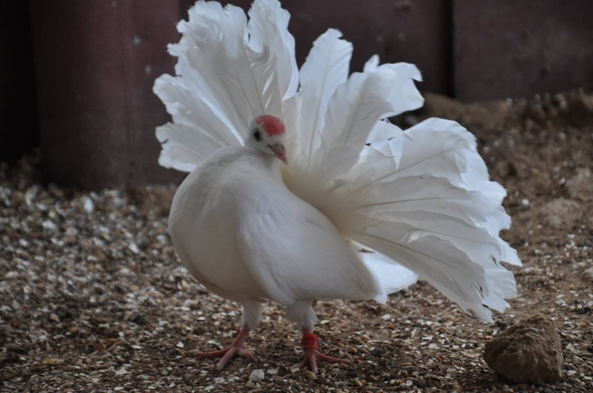 Королевский Павлин голубь