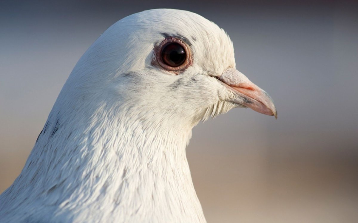 Голубь с белой головой