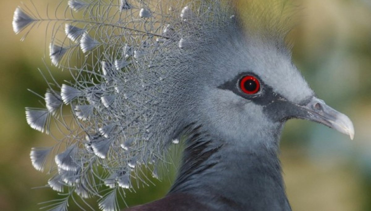 Чудесные птицы