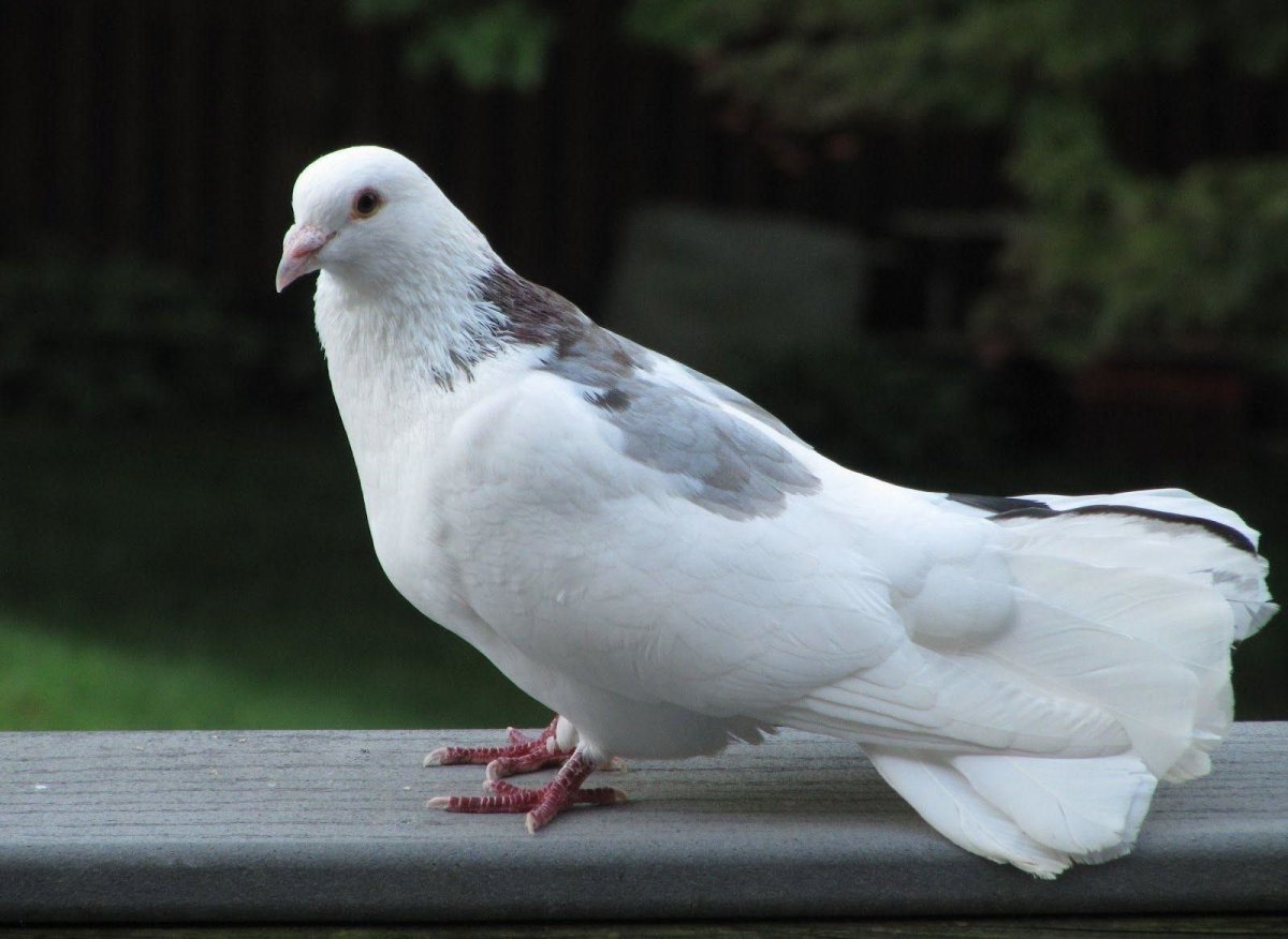 Голубь и Голубка