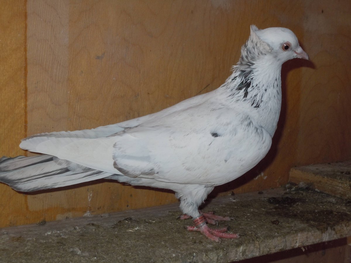 Бакинские бойные голуби бакинцы