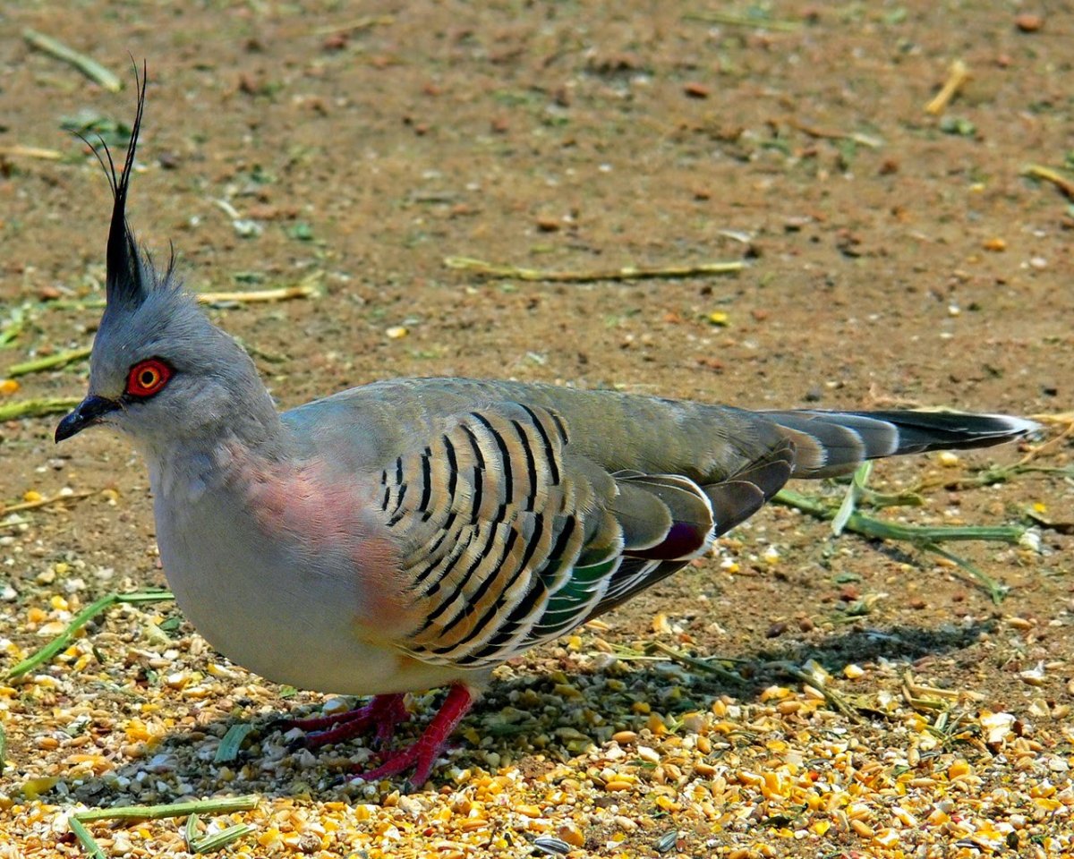 Хохлатые бронзовокрылые голуби