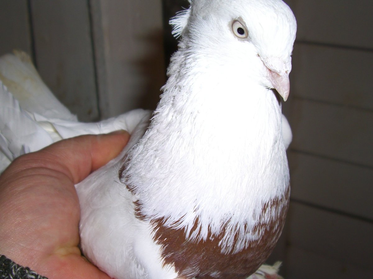 Голуби андижанцы бойные