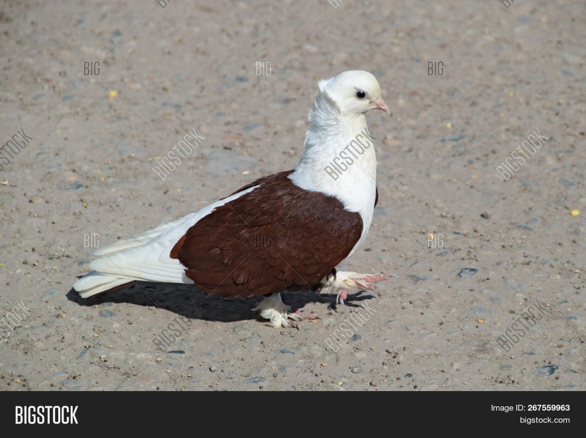 Голубь коричневый с белым
