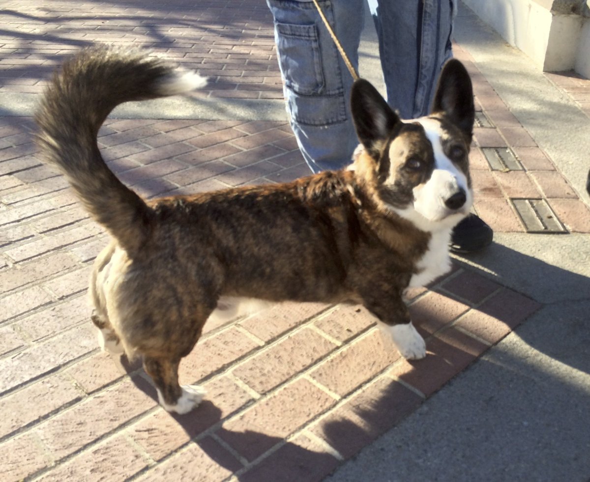 Вельш корги кардиган хвост