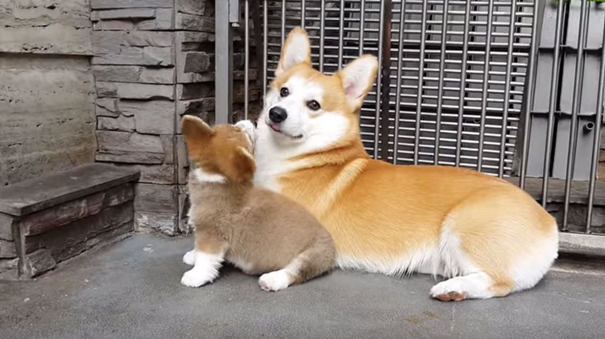 Корги с хвостом