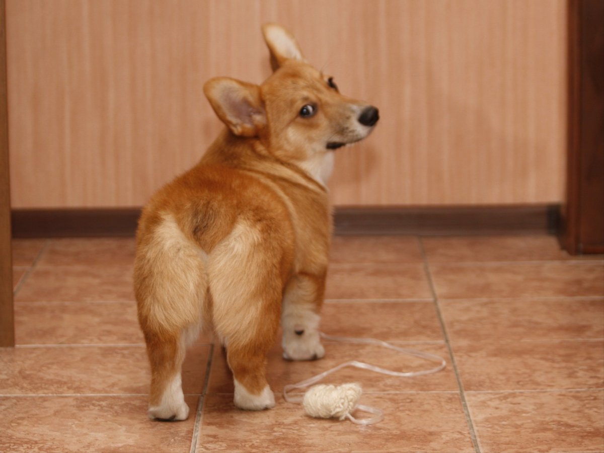 Вельш корги пемброк сзади