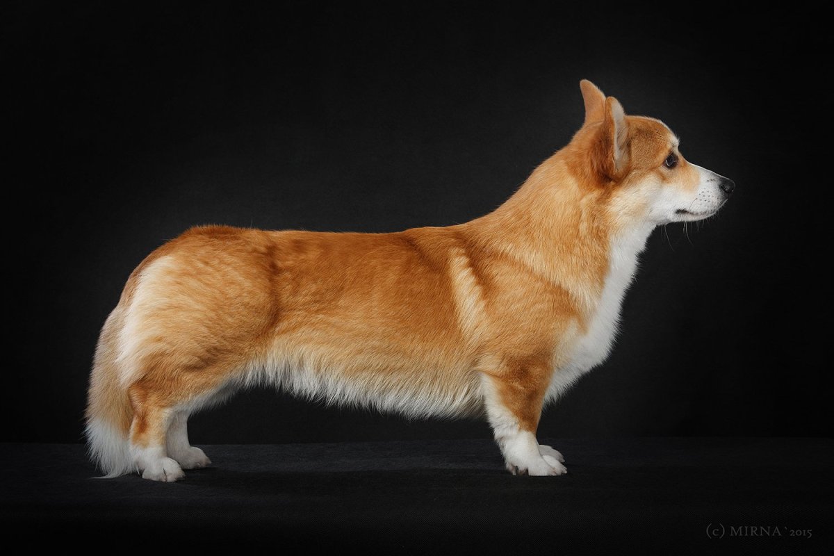 Вельш корги пемброк