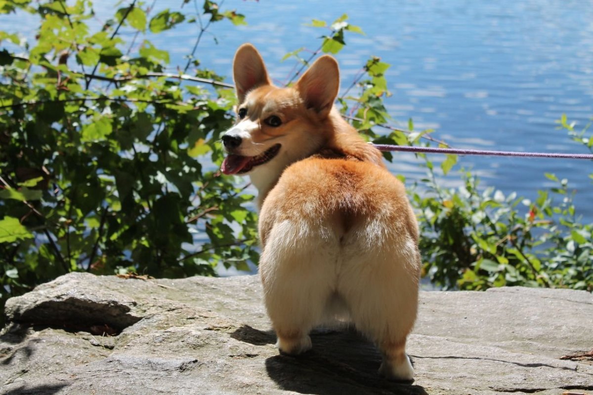 Вельш корги пемброк жопка