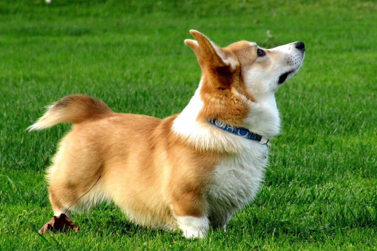 Вельш корги пемброк сбоку