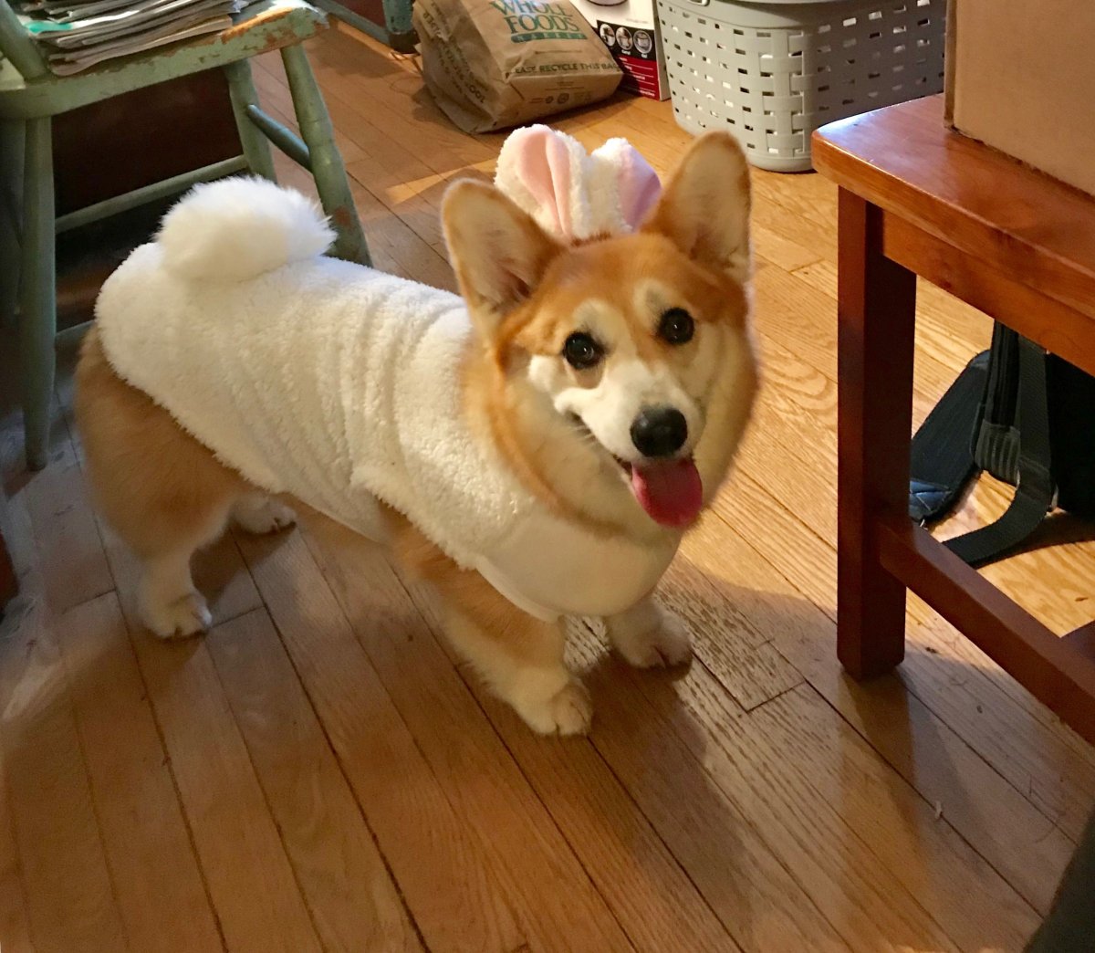 Корги флаффи линька