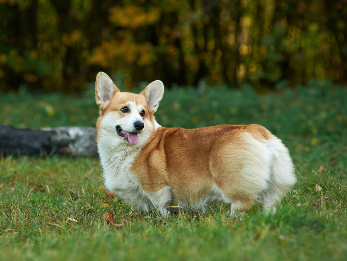 Вельш корги Эдисон