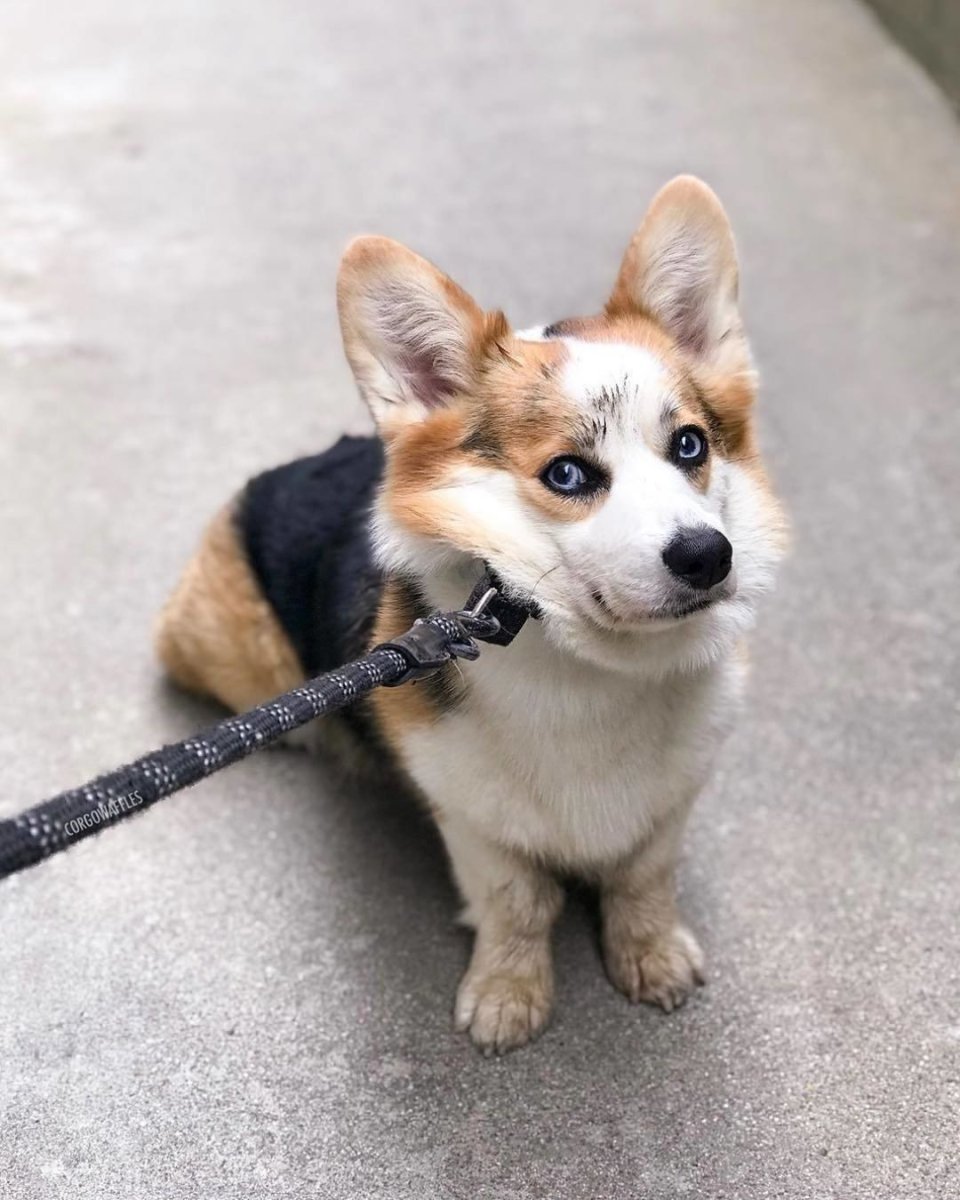 Корги с длинными лапами