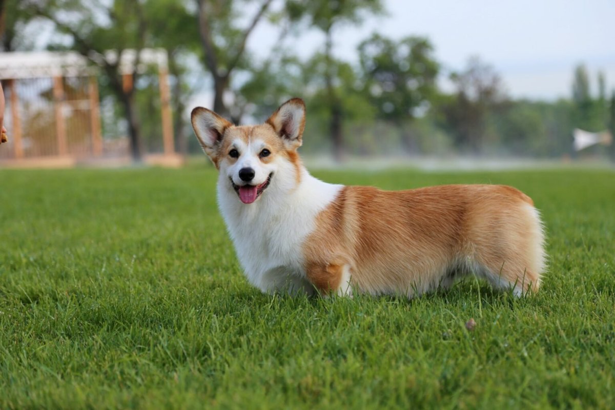 Соболиный корги пемброк