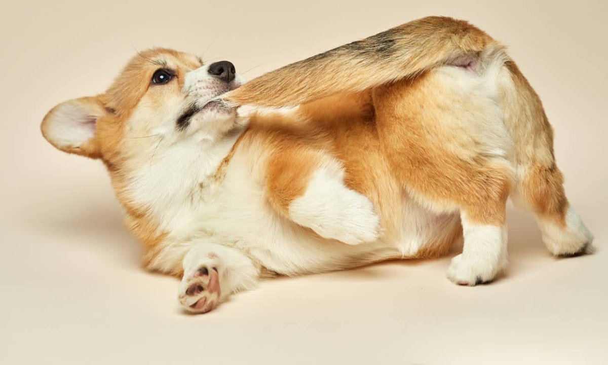 Корги купировали