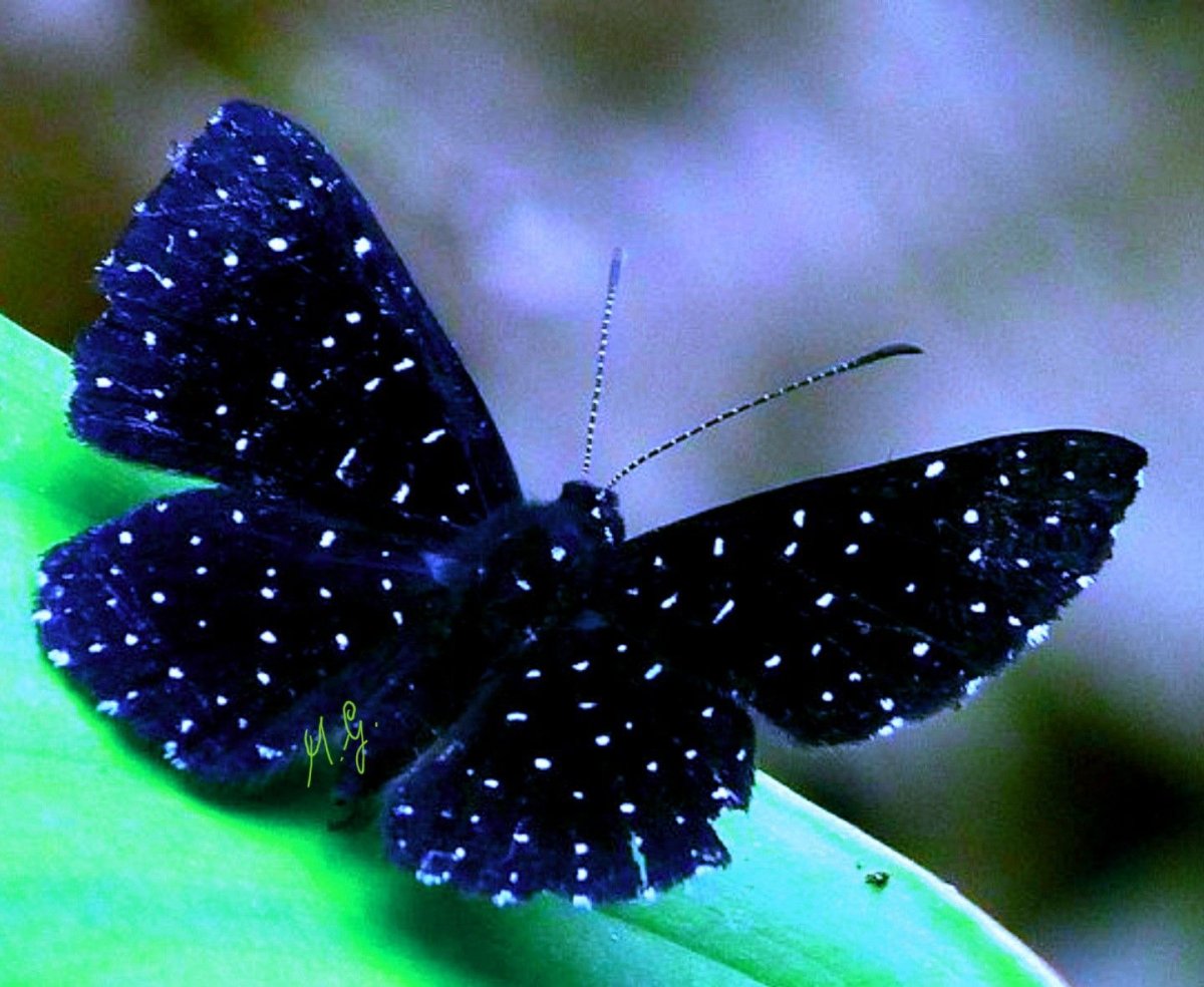 Черные ночные бабочки. Бабочка Кардинал. Бабочка черная. Белый мотылек с черными пятнышками. Синий Кардинал бабочка.
