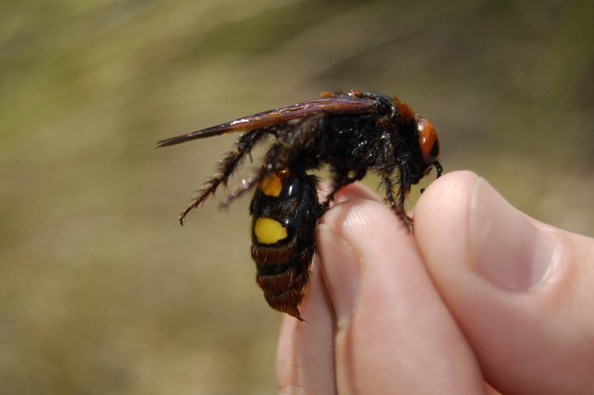 Сколия-гигант, Megascolia maculata