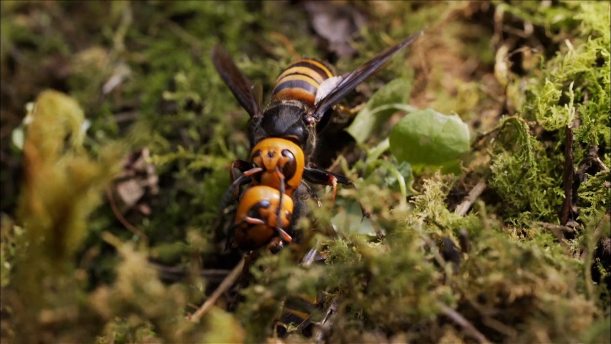 Шершень гнездо Рой