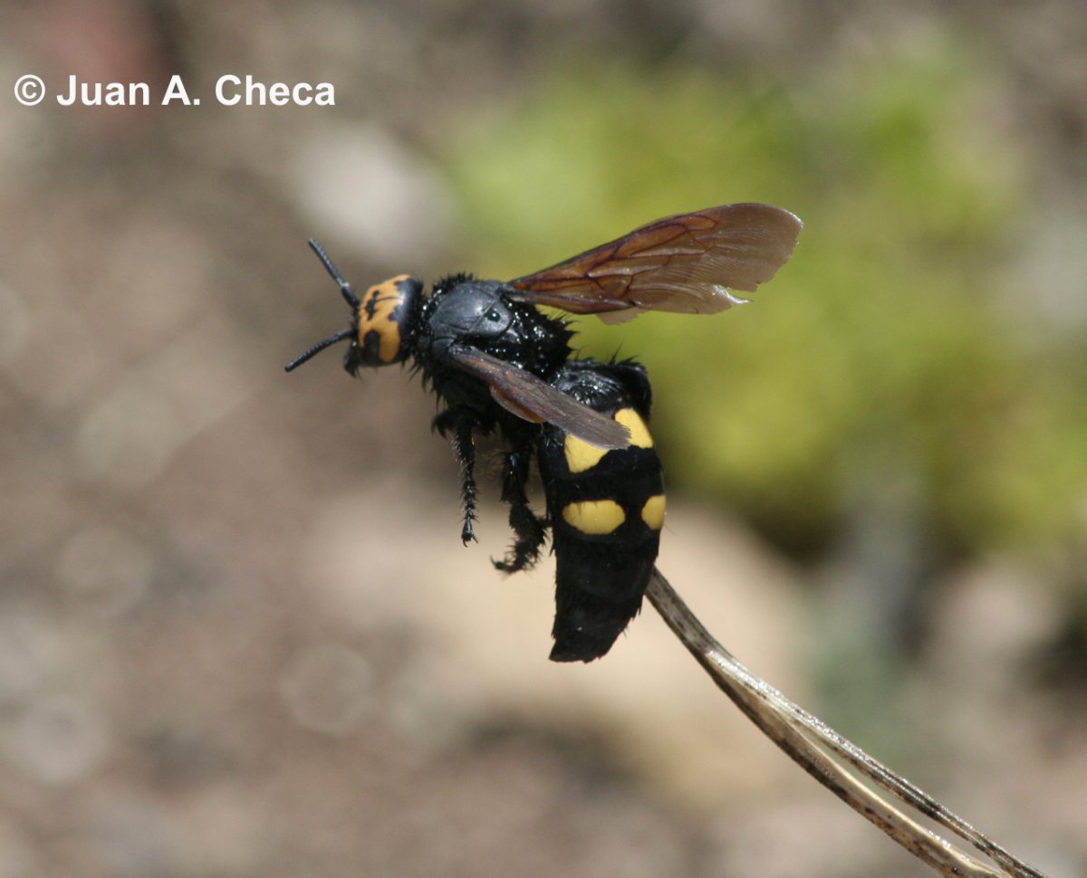 Шершень Дыбовского черный