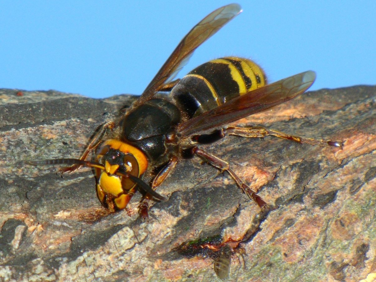 Шершень Сибирский