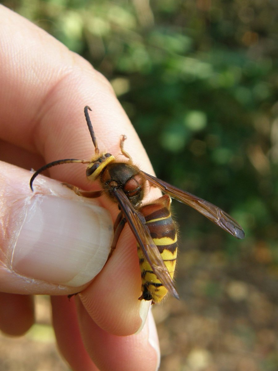 Шершень обыкновенный Vespa crabro