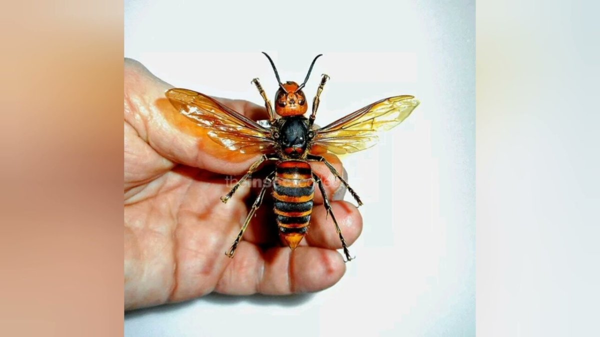 Vespa mandarinia гигантский азиатский Шершень