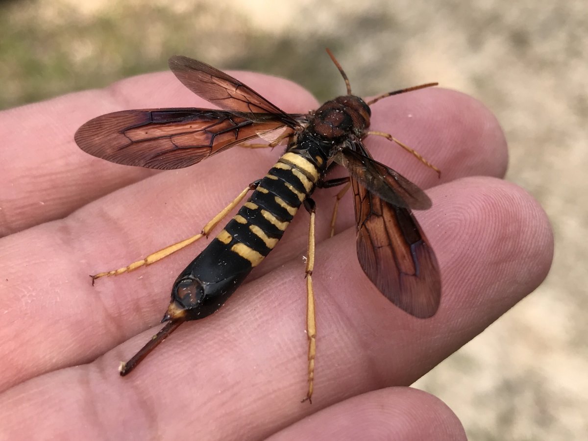 Шершень рогохвост