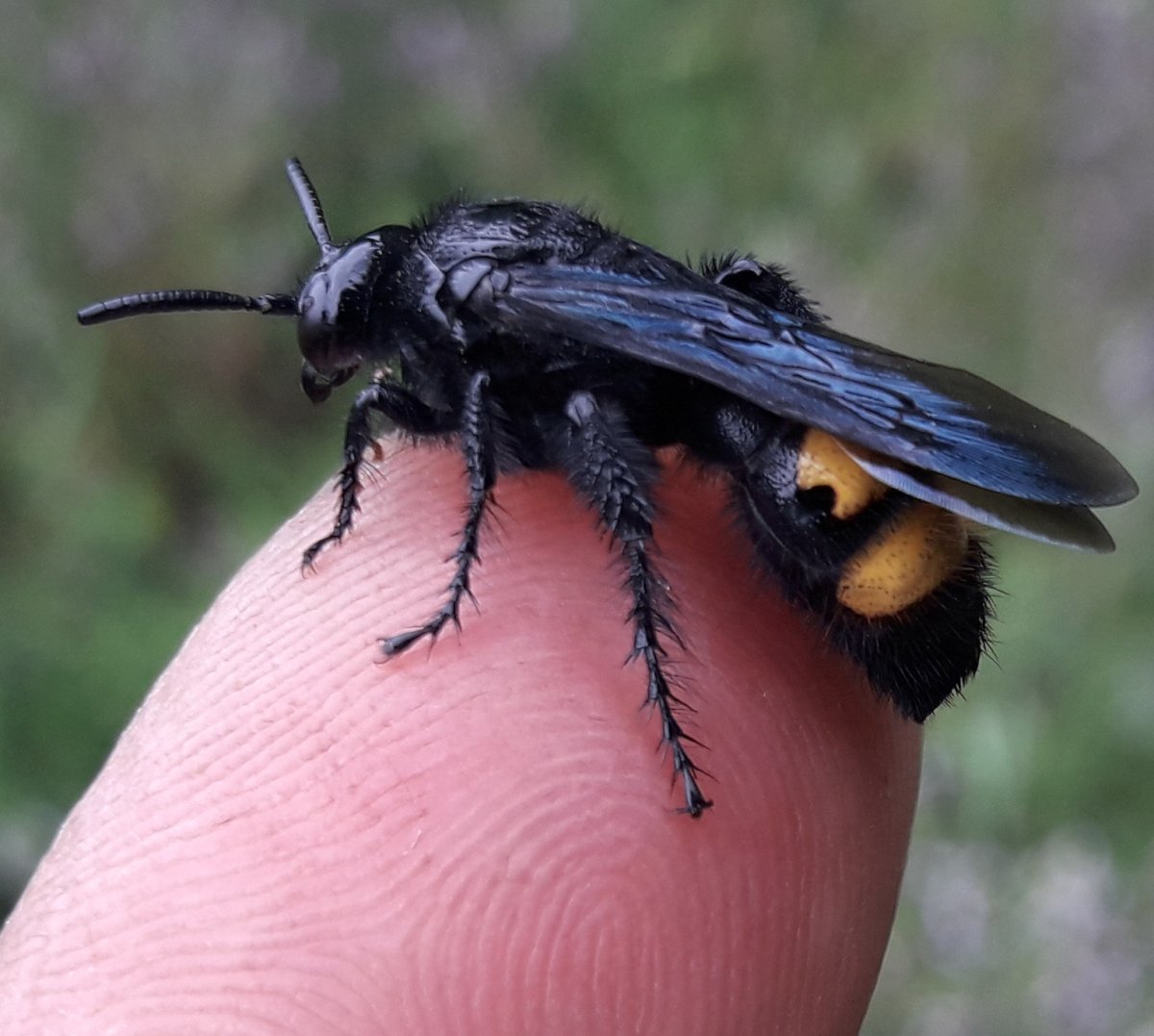 Оса Сколия гигант