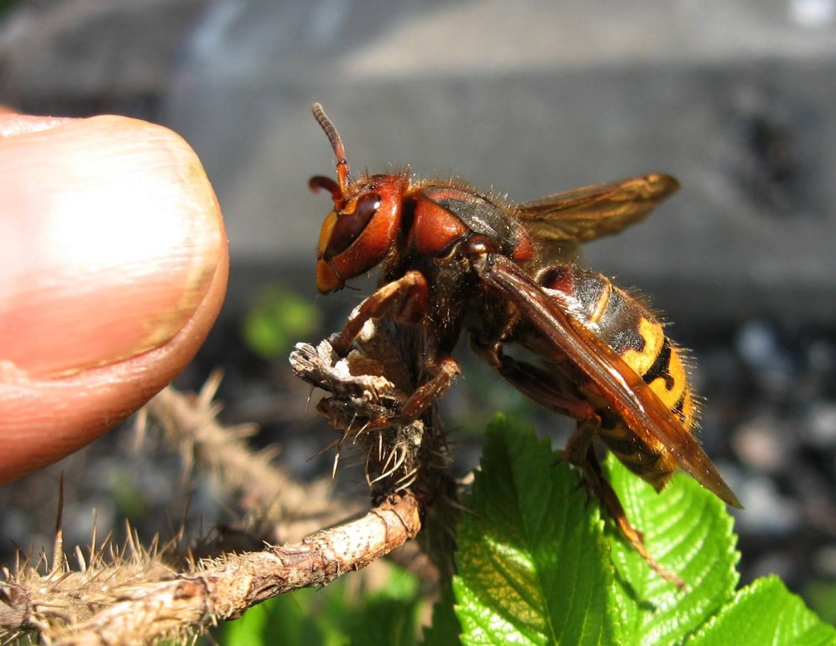 Девятерик Шершень