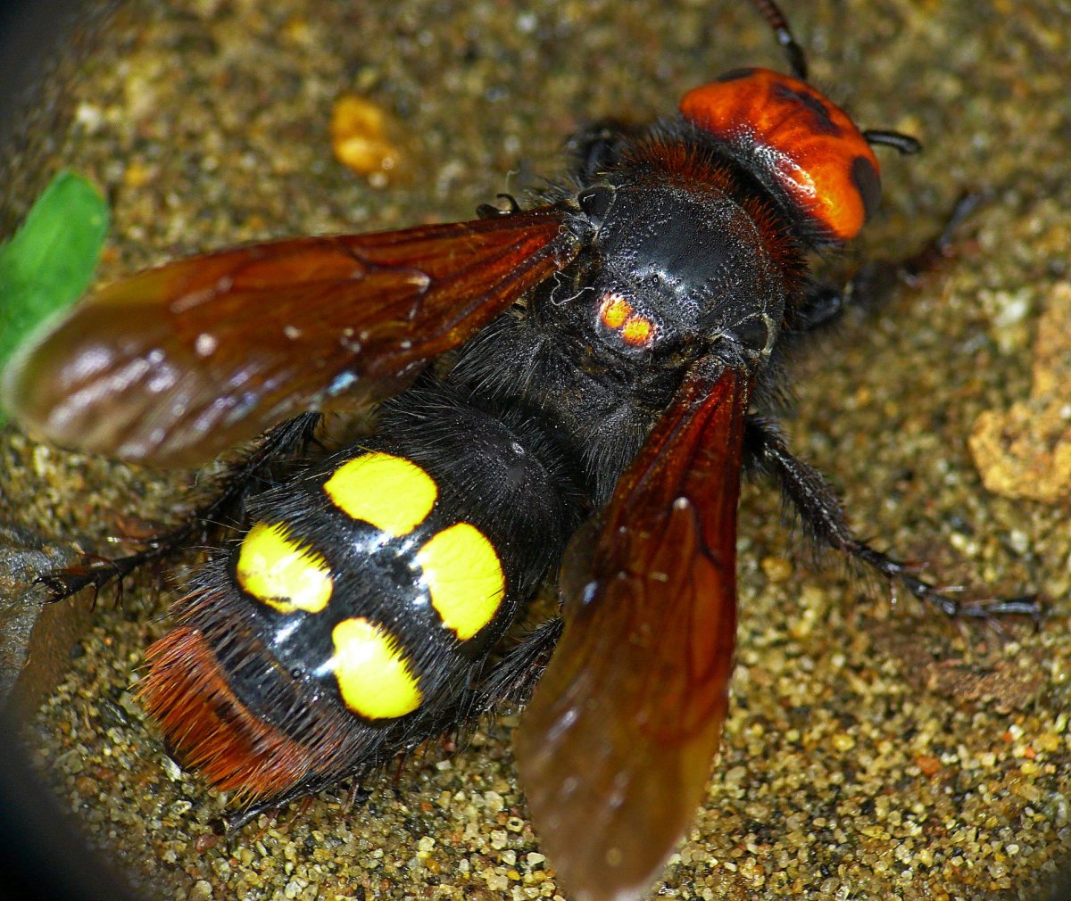 Оса Сколия Степная