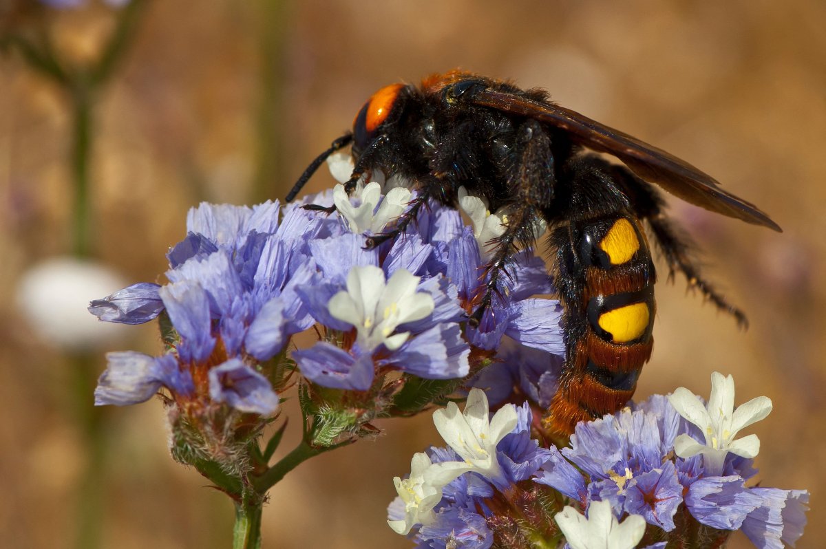Сколия гигантская черный Шершень