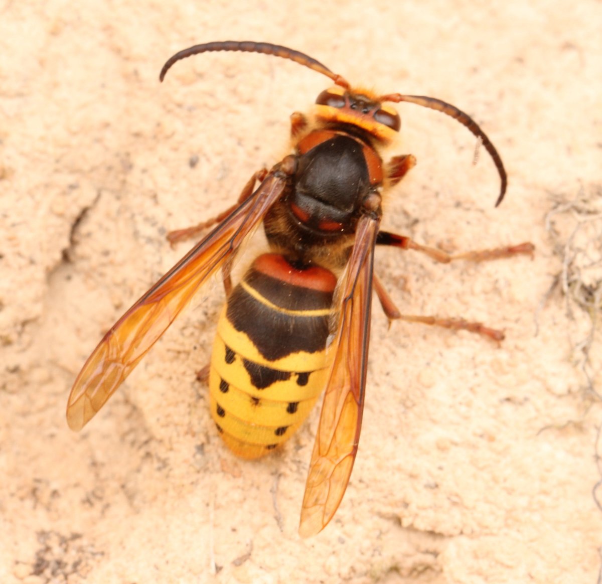 Шершень Веспа Крабро