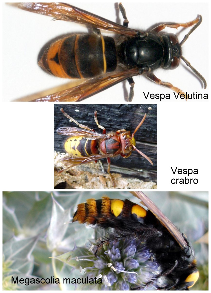 Сколия-гигант и Шершень