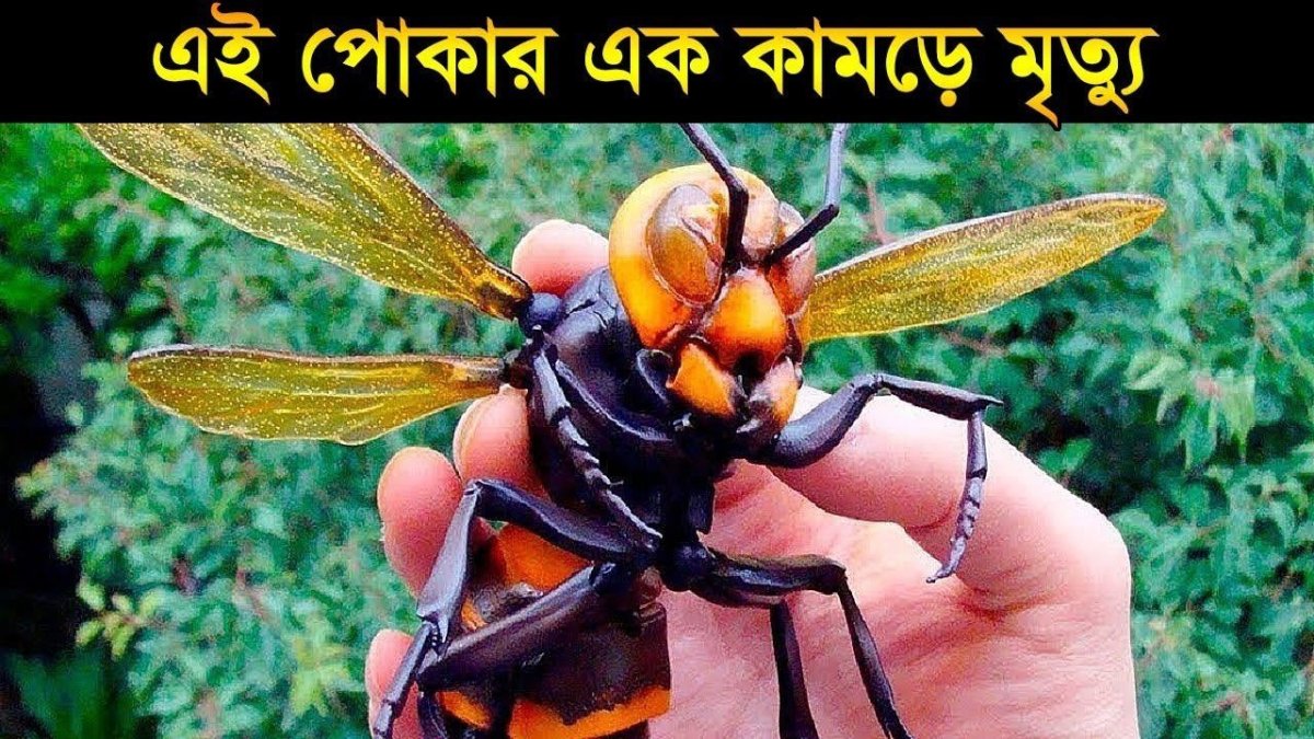 Гигантский азиатский Шершень убийца