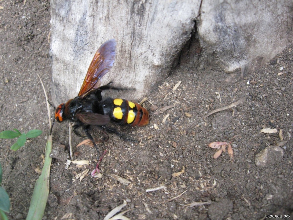 Пчела Сколия гигантская