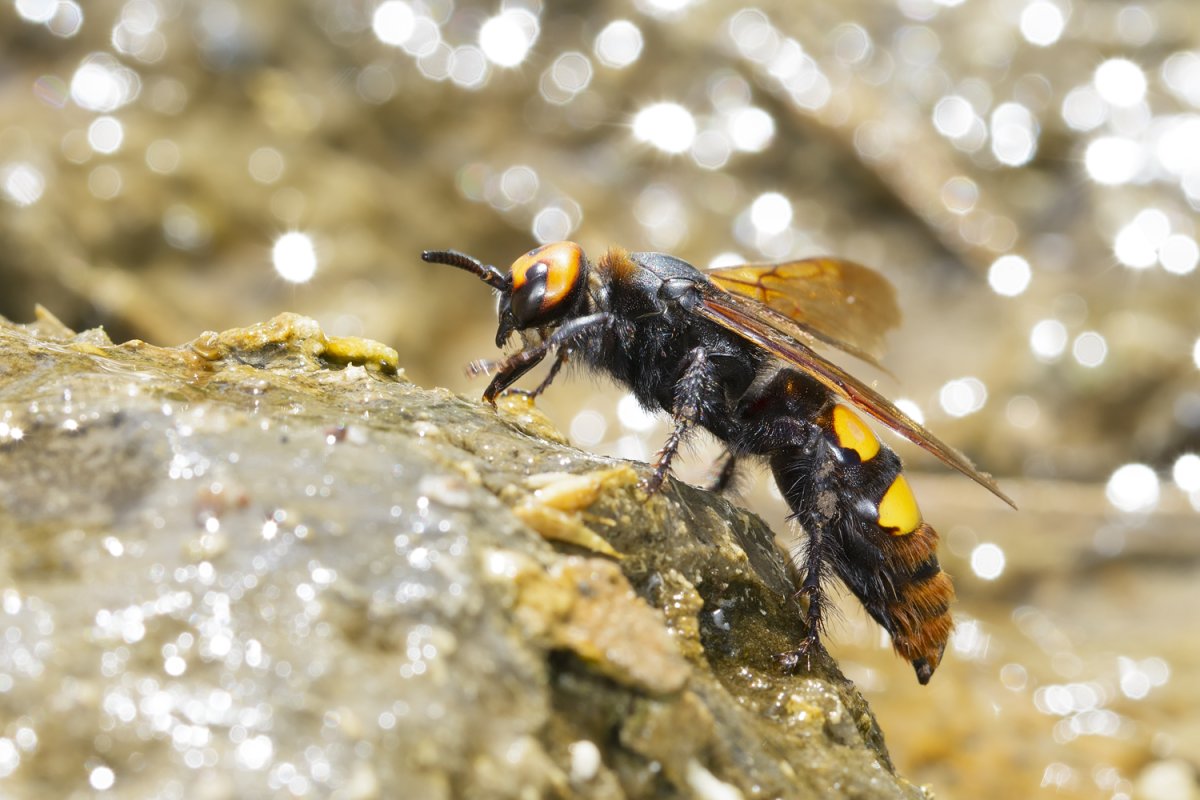 Оса Сколия гигантская Megascolia maculata