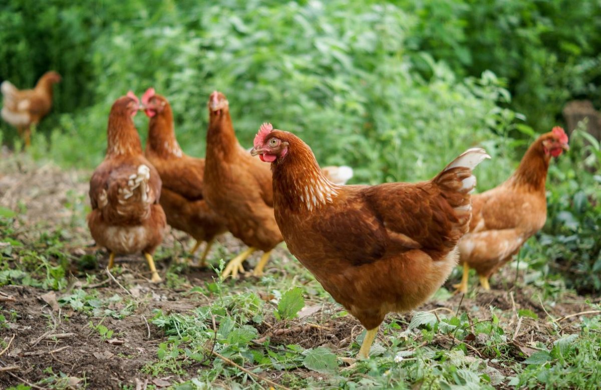 Ломан-Браун порода