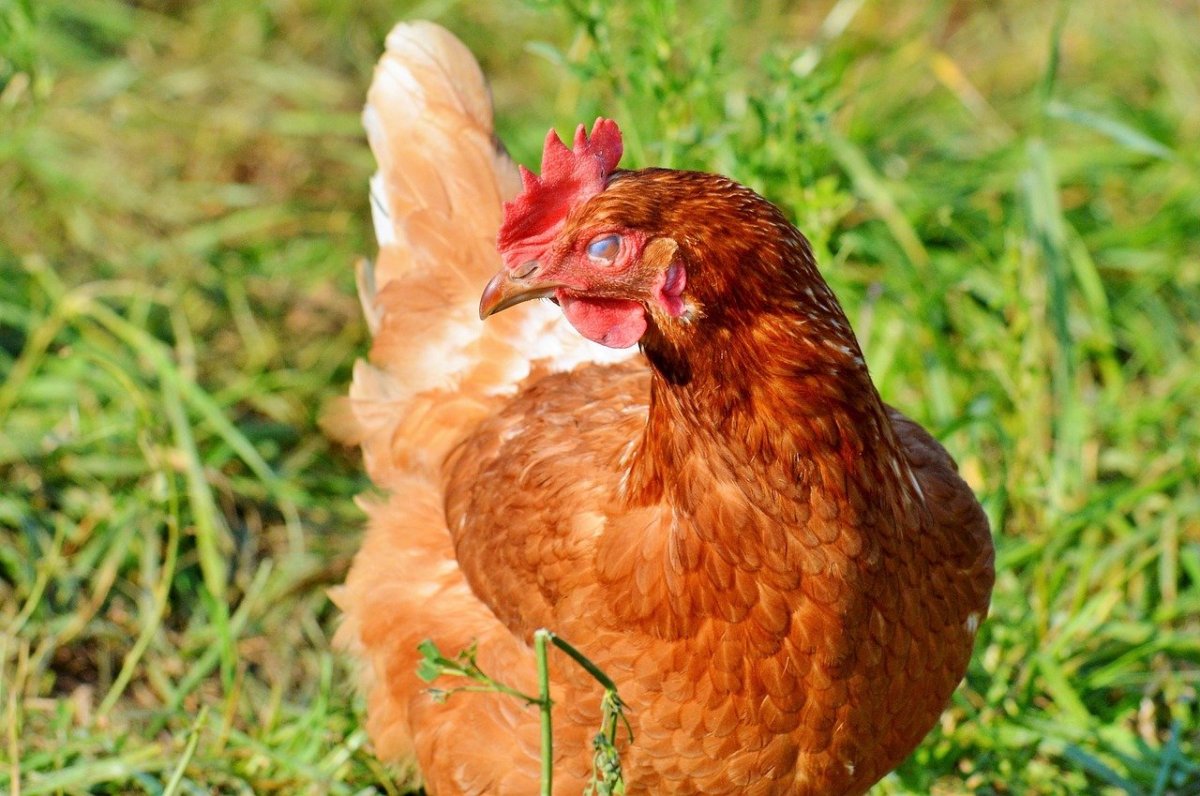 Куры Фокси Чик фото