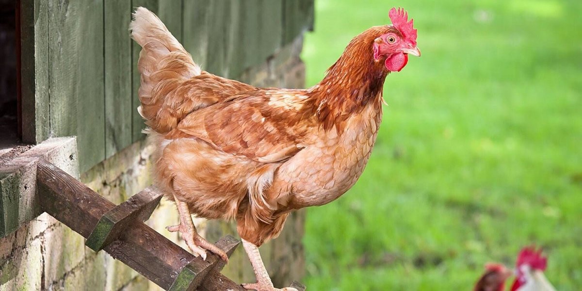 Ловен Браун курицы